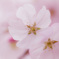 Spring has come!