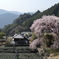 秘境の枝垂れ桜