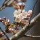 次の日には桜が満開となりました。。。
