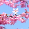 桜鑑賞1