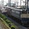 EF65と桜