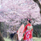 桜と着物女性