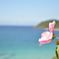 角島