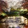 夜桜