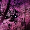 桜並木の隙間から。。。