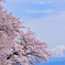 故郷の春を想う