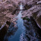 桜の川
