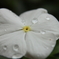 雨上がりの花