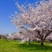 春爛漫 舞鶴公園