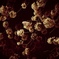 夜桜