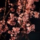 夜桜2