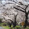 今年の桜