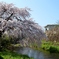 一の坂川の枝垂桜
