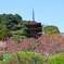 花桃