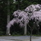 桜も散り始めてまいりました。
