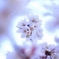 桜と朝の空と。その2