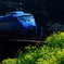 菜の花と青い電車