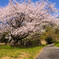 桜の小径