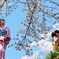 インクラインの桜と青空とカメラ女子と