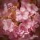 Fullblossom