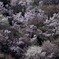 桜雲