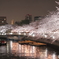 深川桜の夜