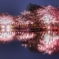 夜桜…リフレクション