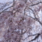 波佐見町  田ノ頭郷のしだれ桜