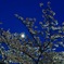月夜桜