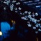 目黒川夜桜