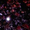 月夜桜