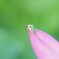 雨　ふらないかな・・・・？