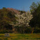 えにし桜、今年も咲きました。