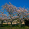 孫たちの通っている、小学校の桜