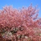 新宿御苑の桜