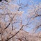 芝公園の満開の桜