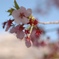 新宿御苑の桜