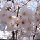 三田春日神社の桜