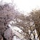 三田春日神社の桜