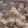 新宿御苑の桜