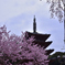 醍醐の桜ーⅠ