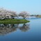 岡堰の桜