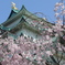 名古屋城の春02