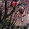 名古屋城の春05