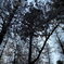 20180328 井の頭恩賜公園　サクラ