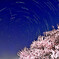 桜と北極星