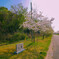えにし桜2
