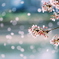 桜吹雪