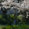 桜吹雪　~ サクラの妖精 ~