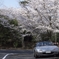 桜＆愛車　～奈良奥山ドライブウェイにて～